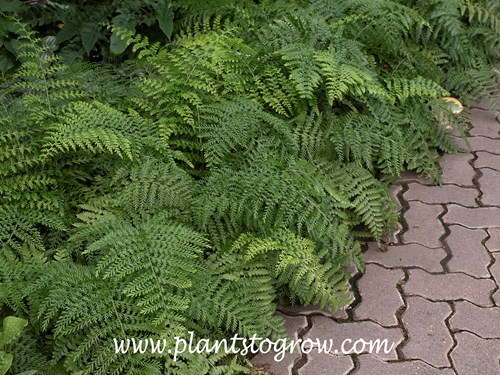 Hens and Chicks Fern (Asplenium bulbiferum)